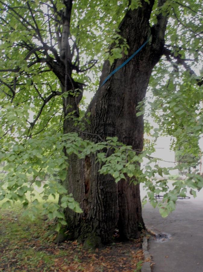 Potężne drzewo?
