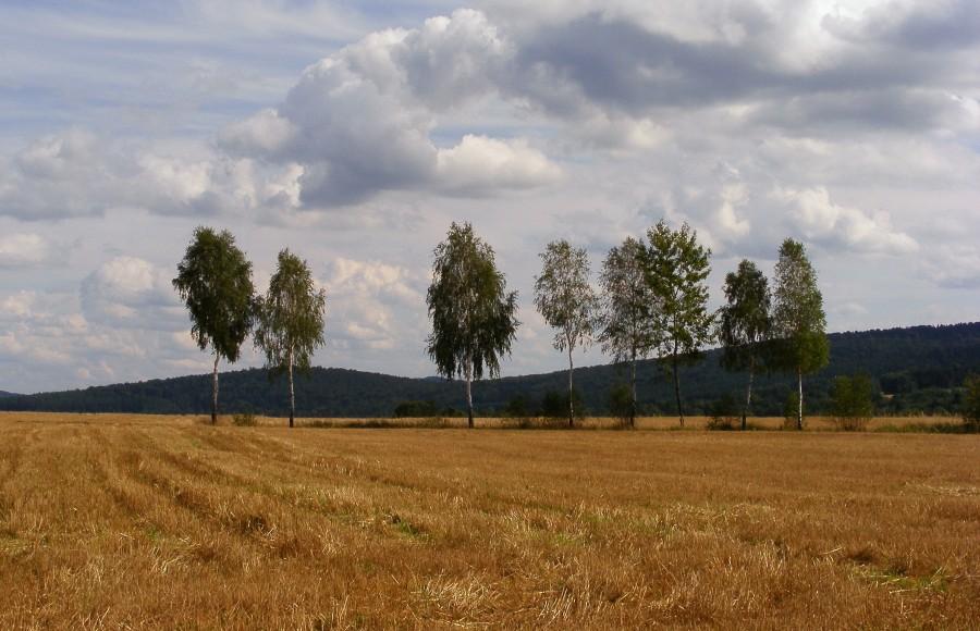Drzewa w polach