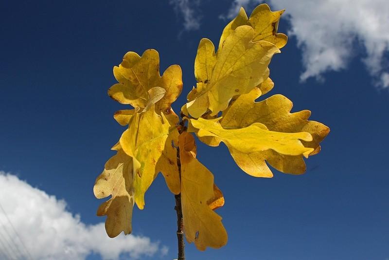 Evidence of autumn
