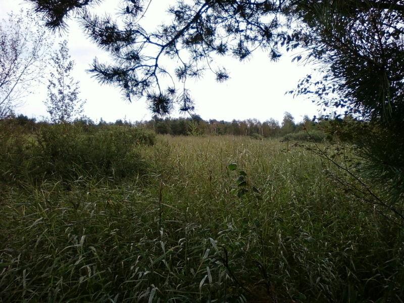 Morze trzcin