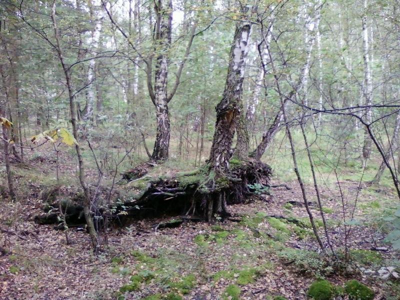 Brzozy przy torfowisku