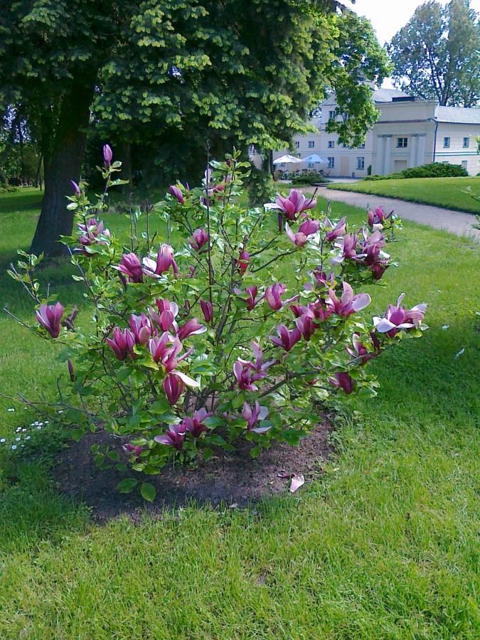 Kwitnąca magnolia w Lubostroniu