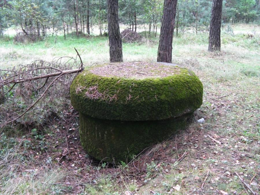 Następny grzyb?
