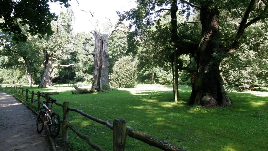 Przy Dębach Rogalińskich