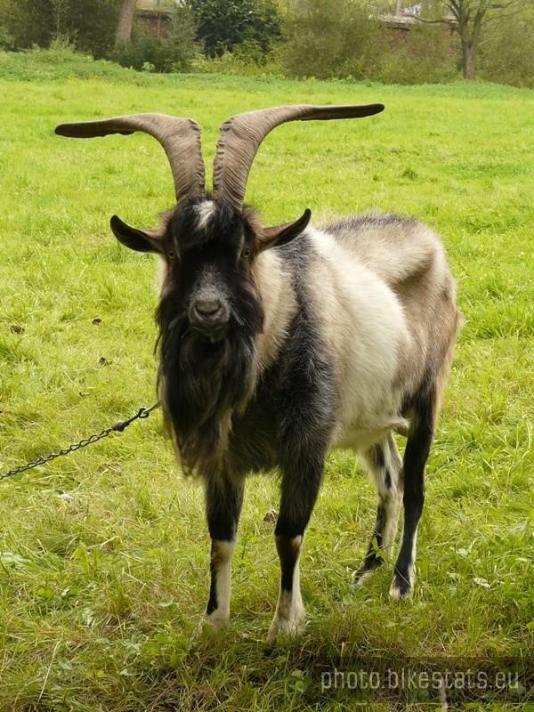 kozioł
