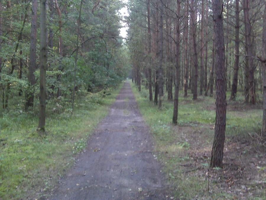 Czerwony Jaworzno