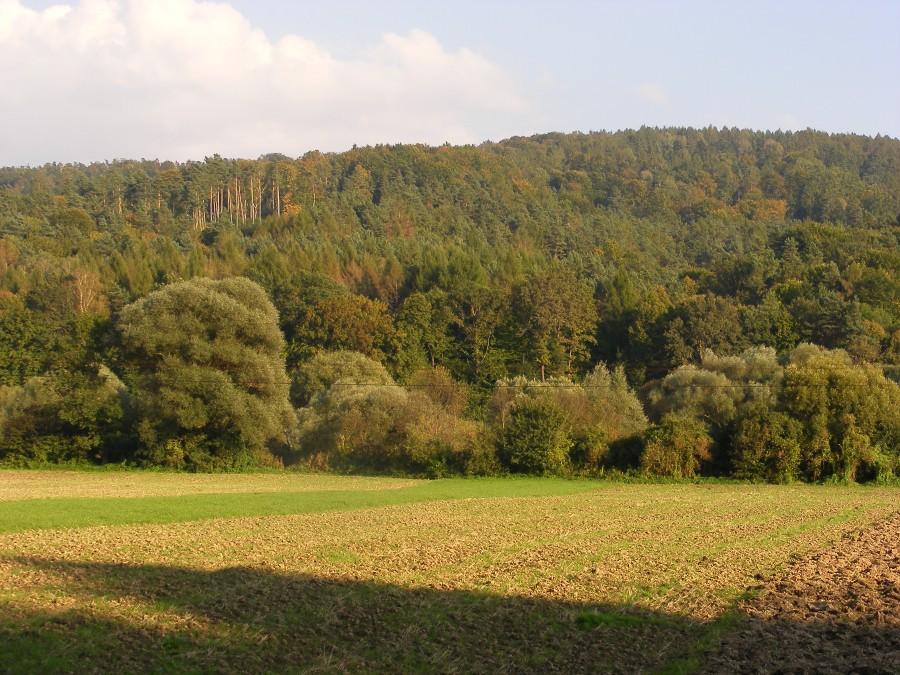 Po lasach widać już powoli zbliżającą się jesień