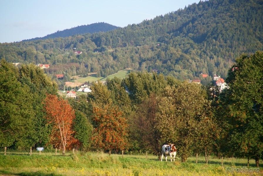 krasula