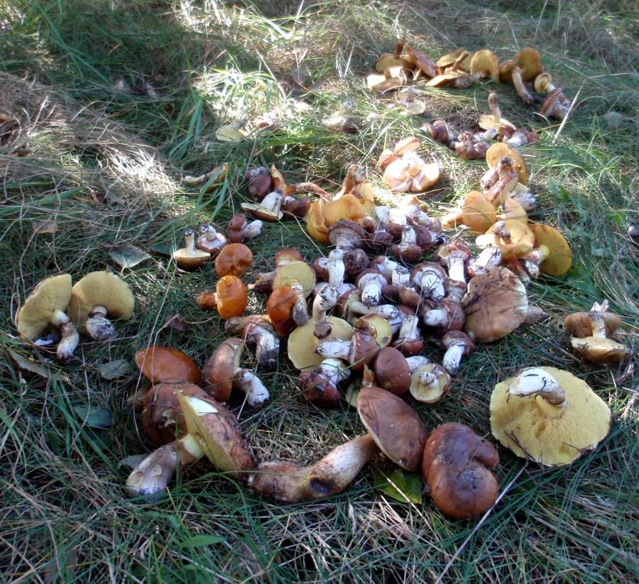 Maślaki