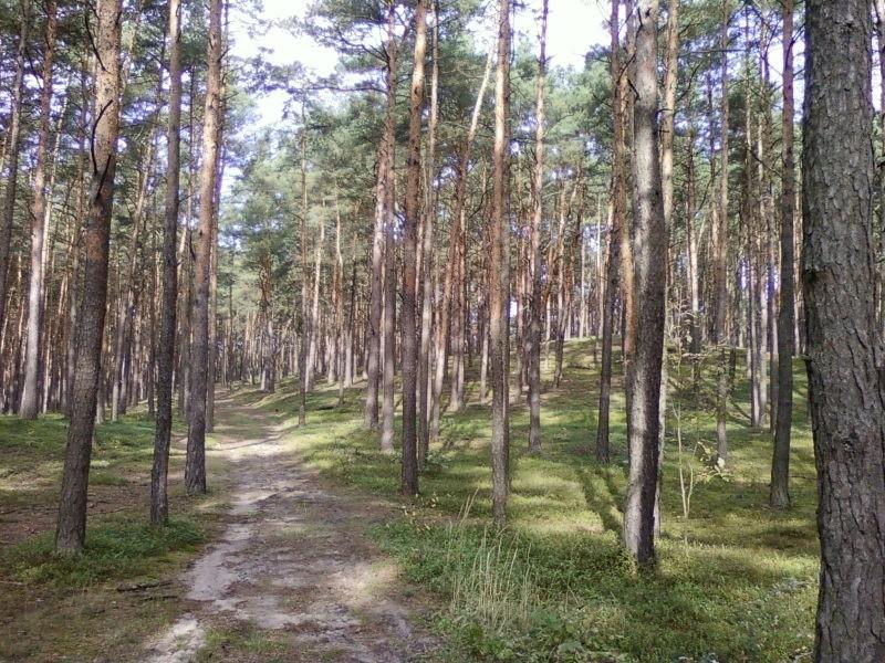 Górka i korzenie
