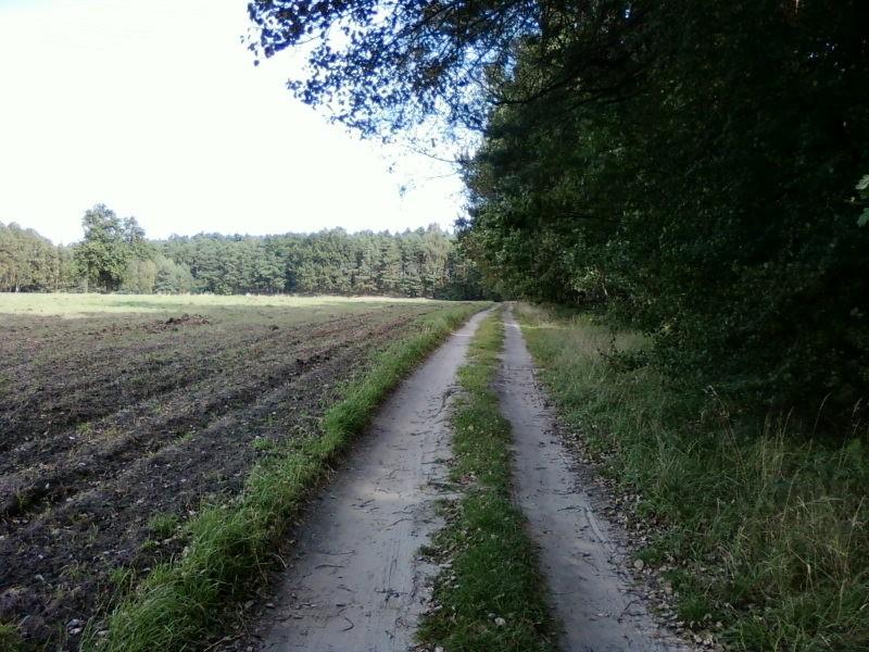 Obrzeże lasu