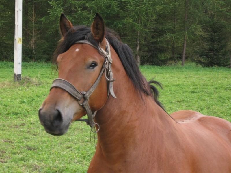 Ciekawski konik.