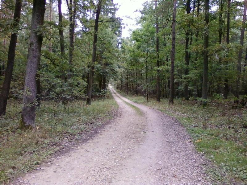 Leśna szutrówka