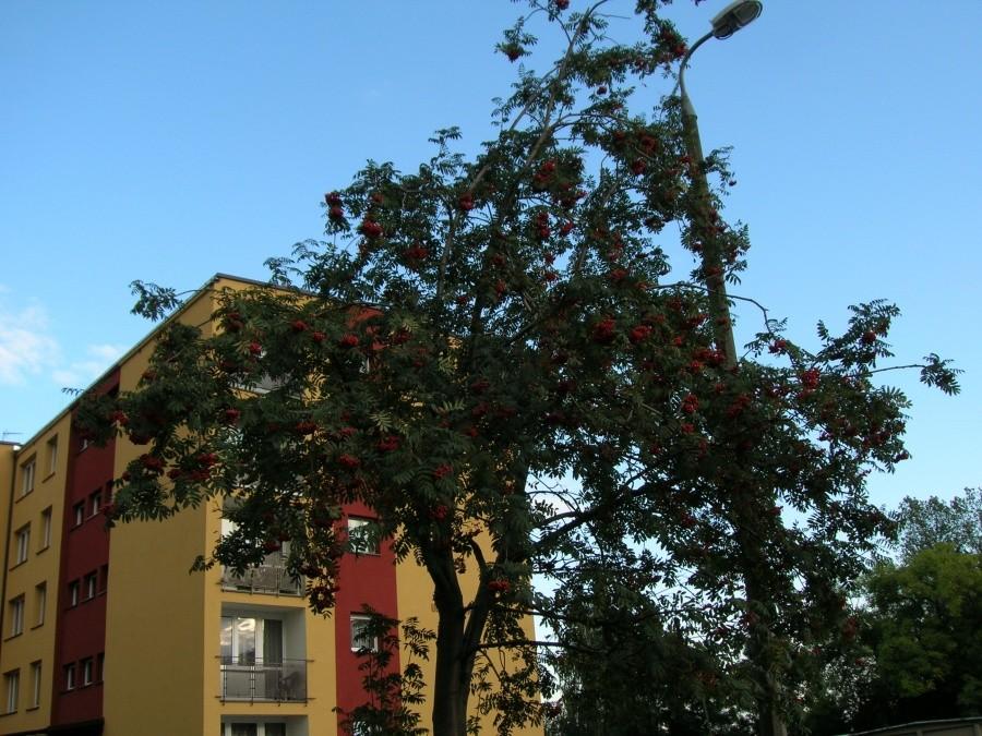 jarzębina