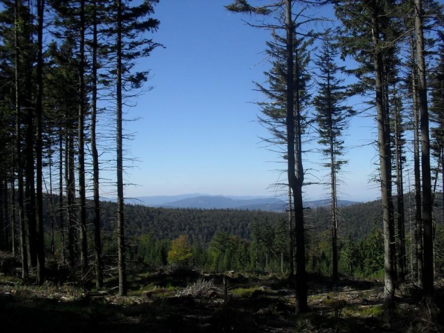 mała luka w lesie