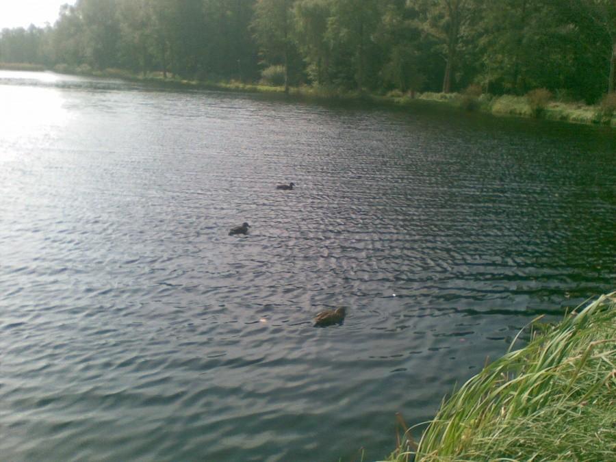 Młode kaczątka