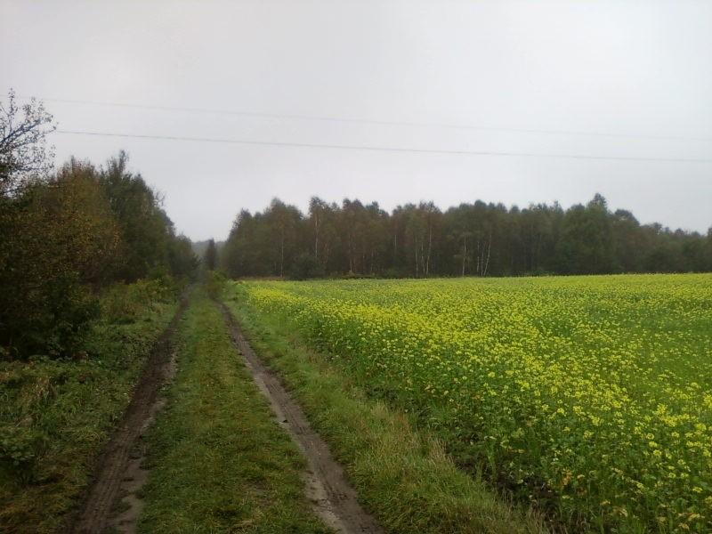 Rzepak jesienny?