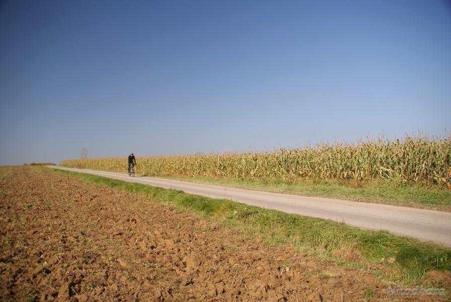 pole kukurydzy