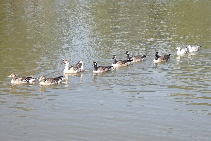 Gąski, jeden gęś i harem