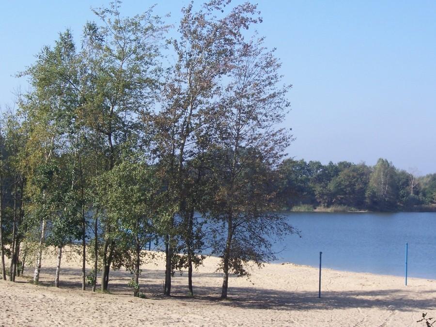 zalwe Łysina