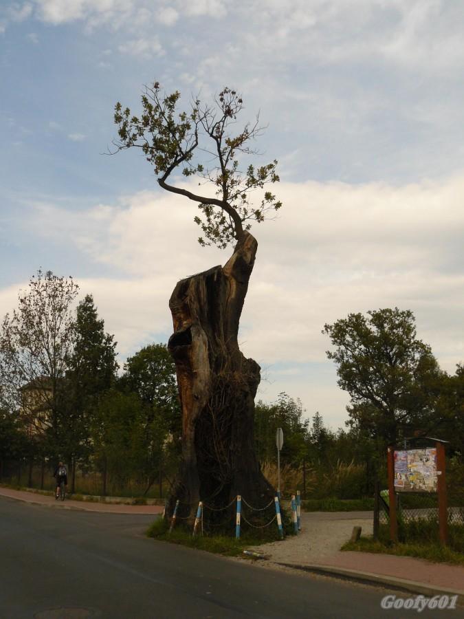 Dąb w Rybarzowicach.