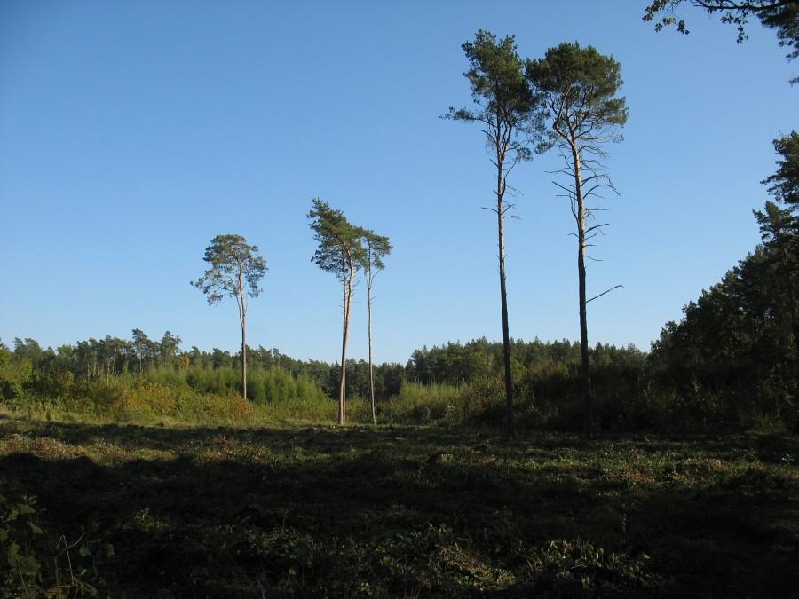 Lasy Sękocińskie