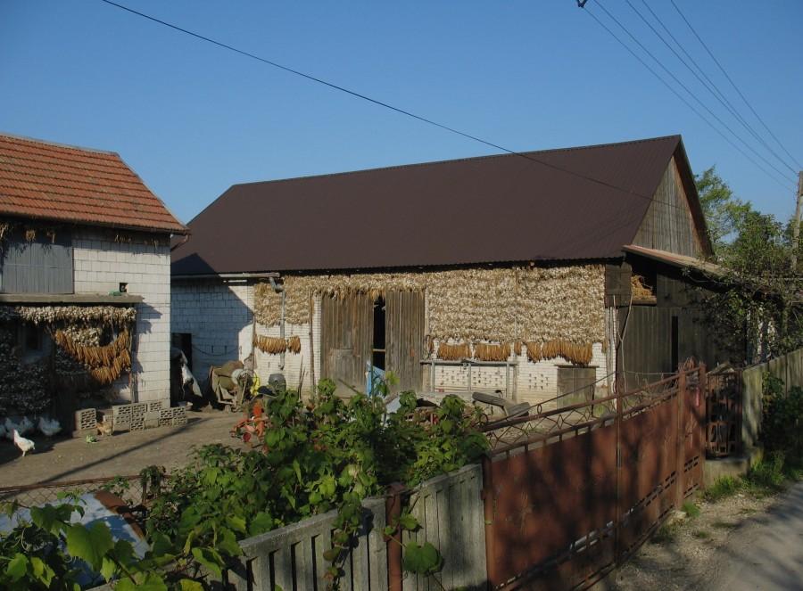 Czosnek i tytoń