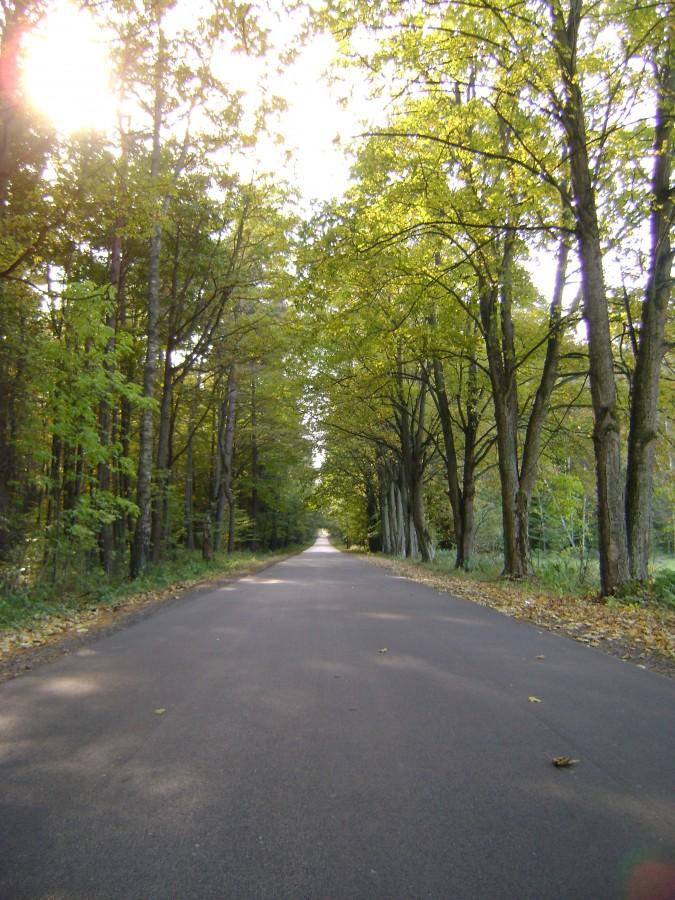 Na drodze Rzeczyca-Spała,kolory jesieni.