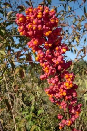 Trzmielina pospolita (Euonymus europaeus L.) - amarantowo - pomarańczowa trucicielka ...