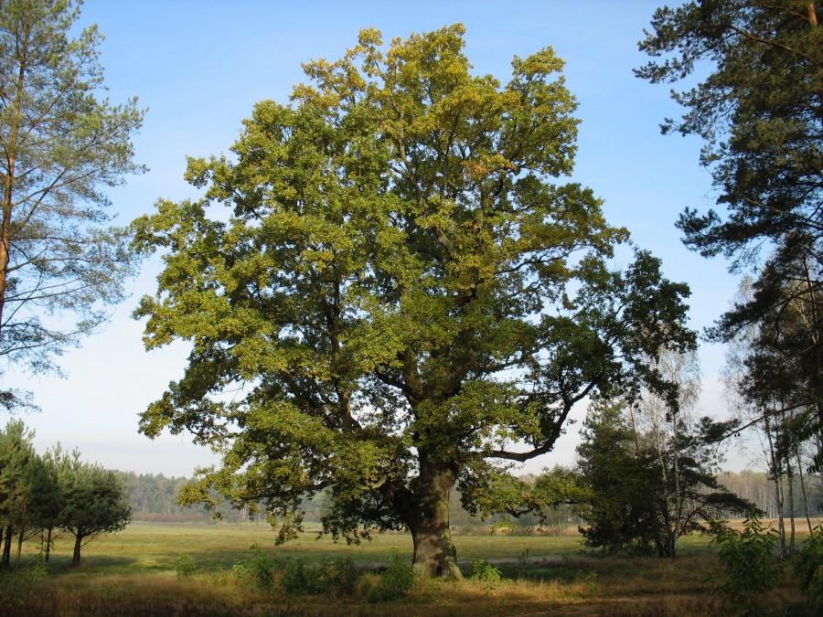 Dąb "Król Jan Kazimierz"