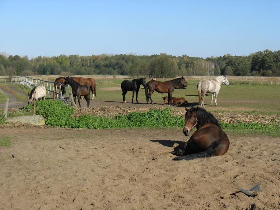 Wieliszew - stadnina koni Alicja