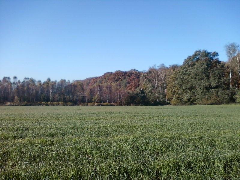 Las nabrał barw