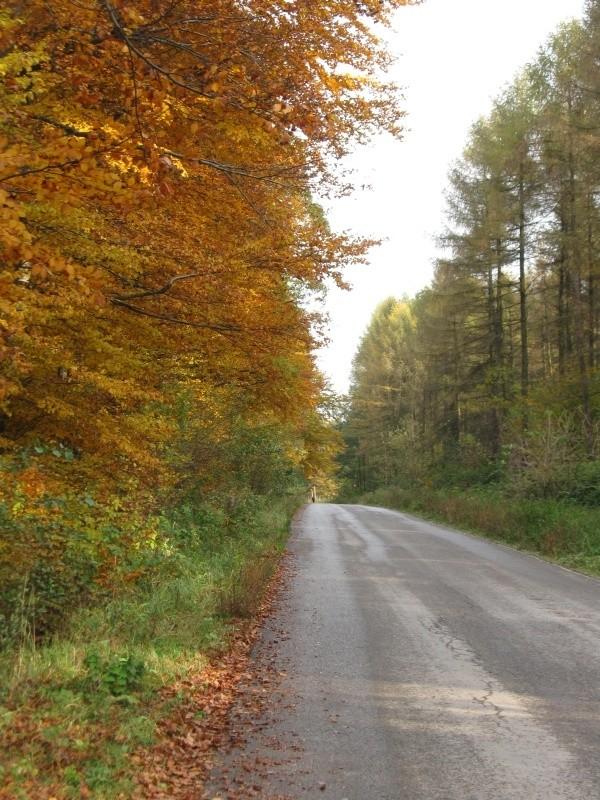 W Przylasku zrobiło się kolorowo.