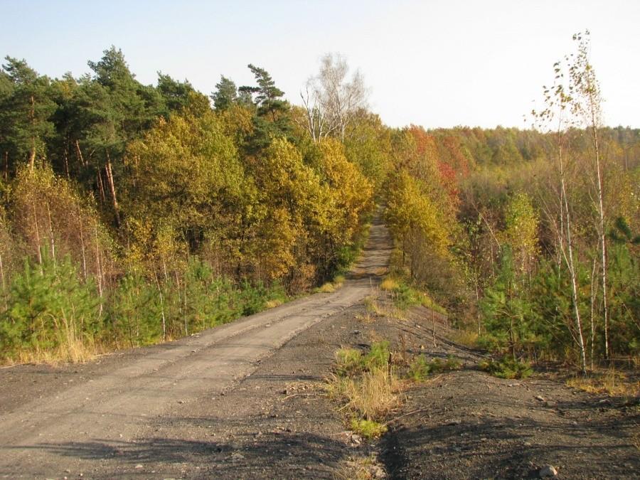 Las Makoszowski jesienią