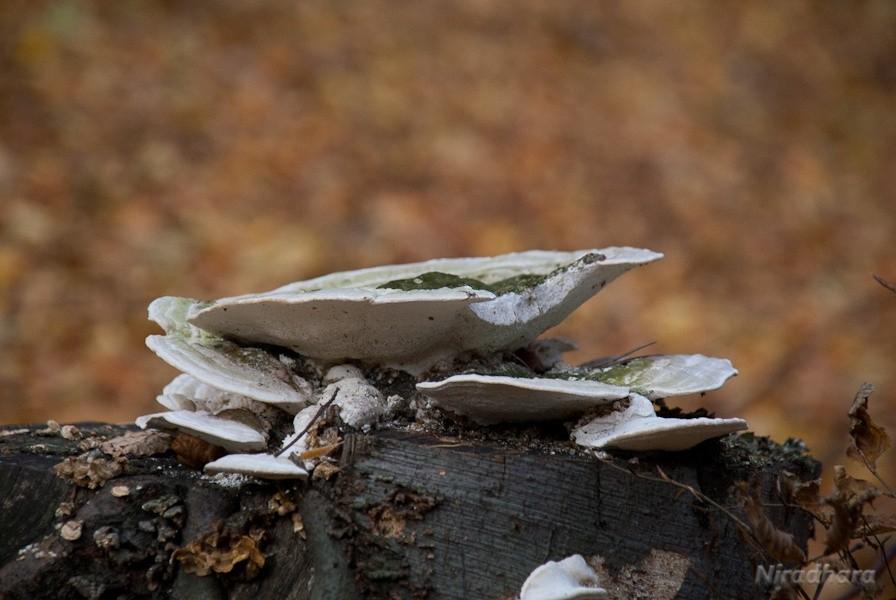 pasożyt też może być piękny