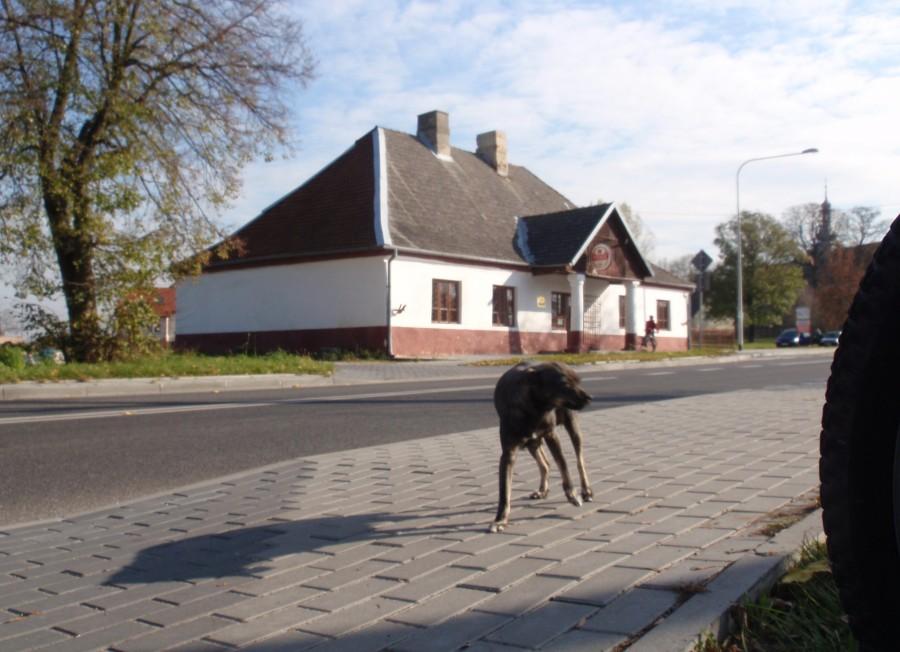 Antygospoda w Maluszynie