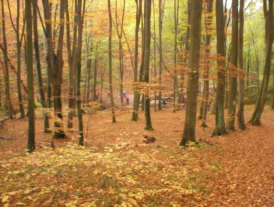 JESIEŃ W TPK NA ZJEŹDZIE DO RZEKI KACZEJ