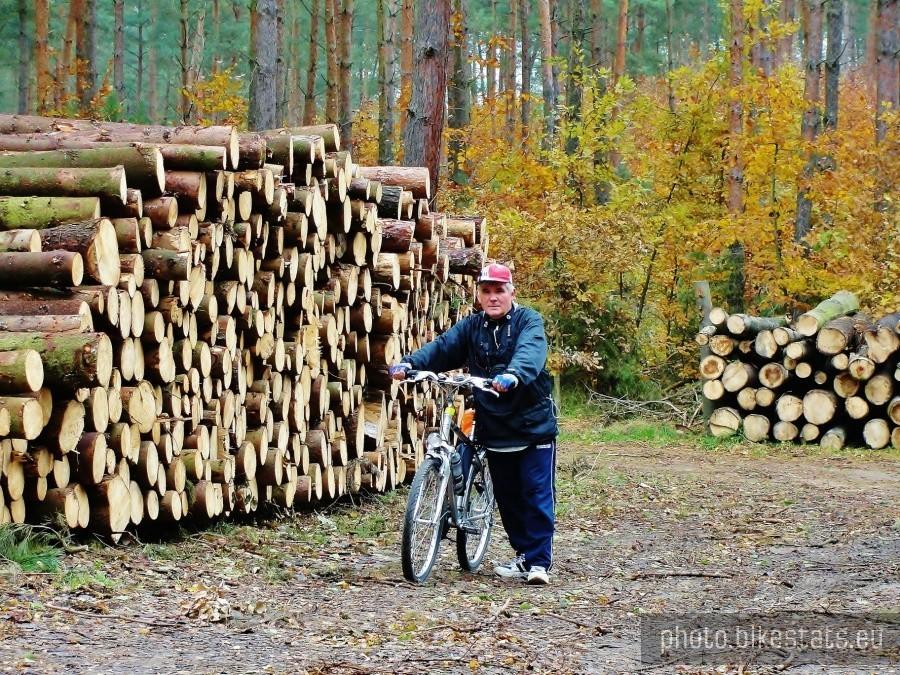 Uroki jesieni w lesie.