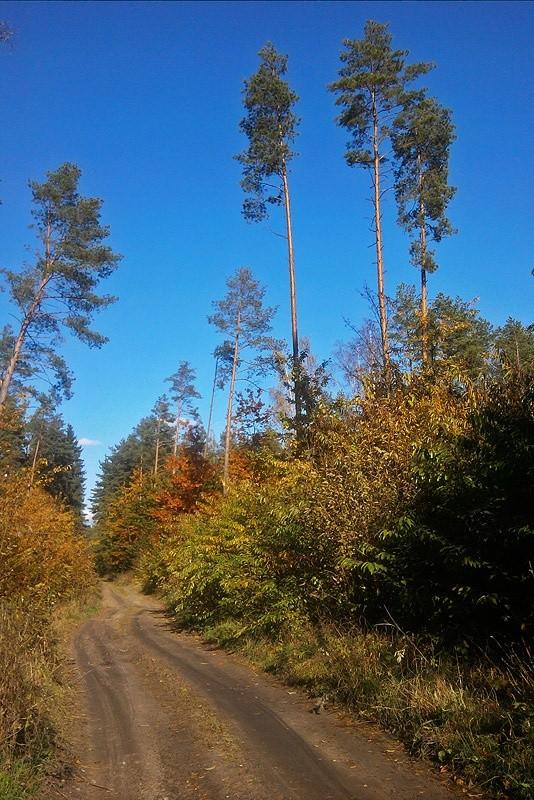 Jesień w mazurskim lesie