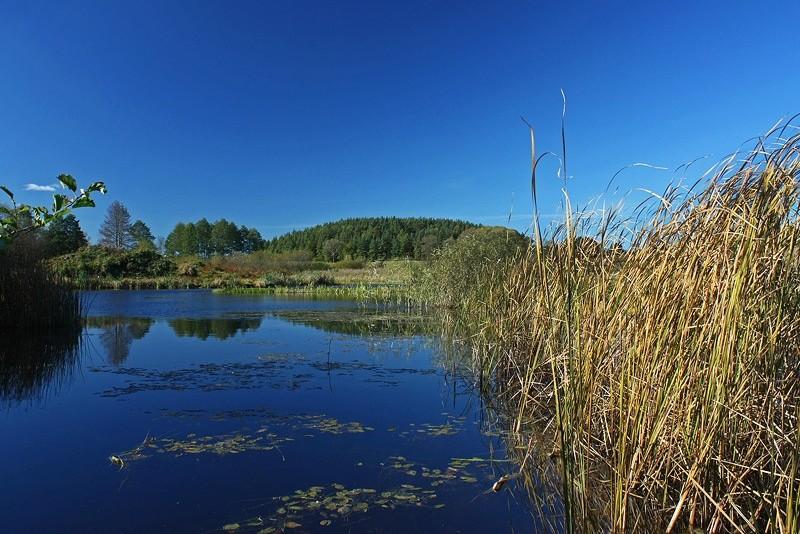 Mały stawek