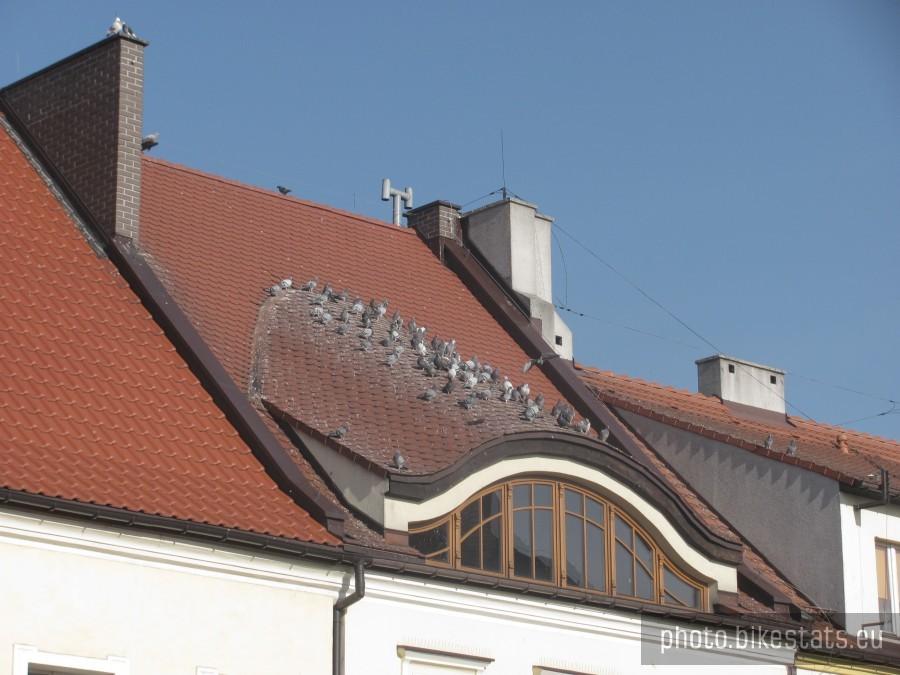 dachowe zasrańce