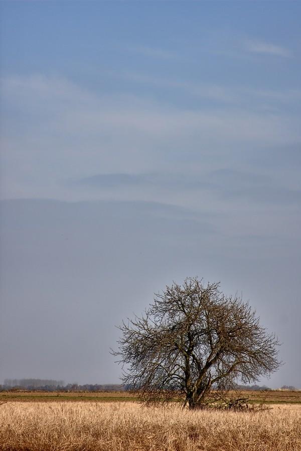 Drzewo graniczne (lubelskie-podkarpackie).