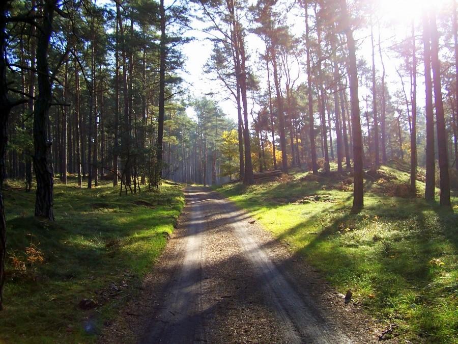Leśny odcinek trasy Oder-Neisse Radweg.