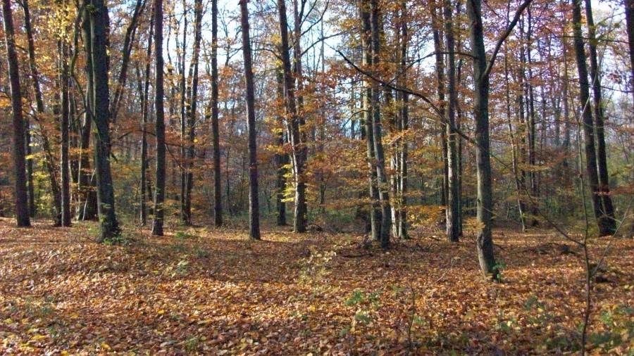 Las jesienią