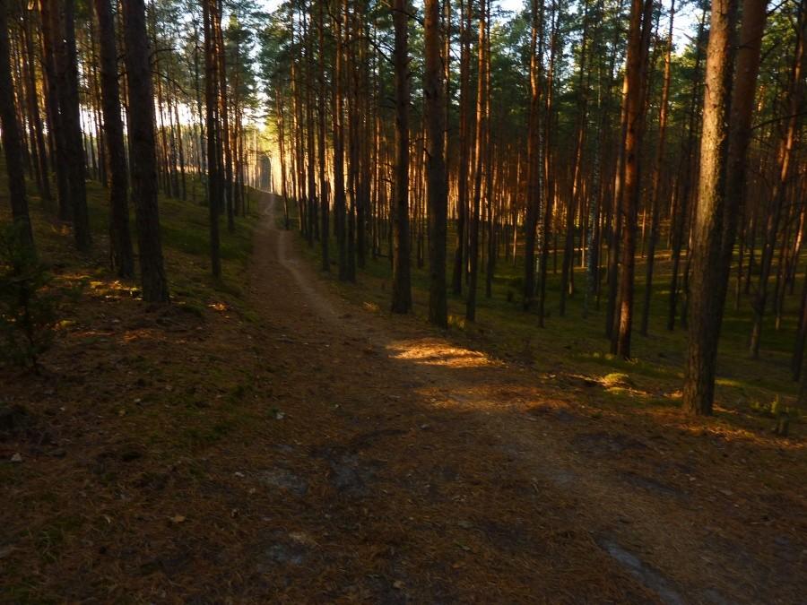 Żółty szlak z Zaborowa Leśnego w kierunku Wierszy