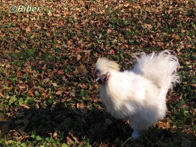 „Włochata” kura, nieprawdaż, że śliczności?