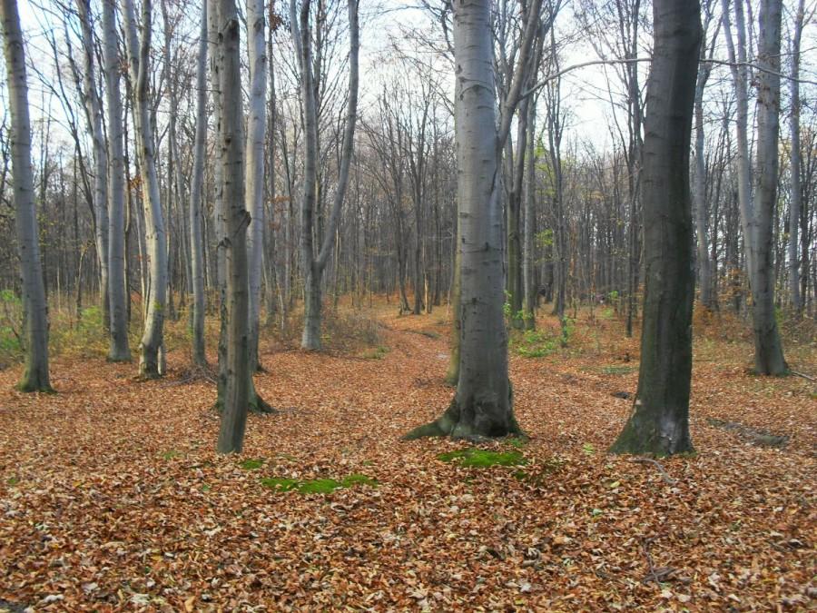 Liściasta Słocina
