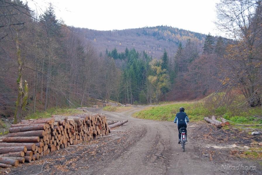ciągnie nas do puszczy