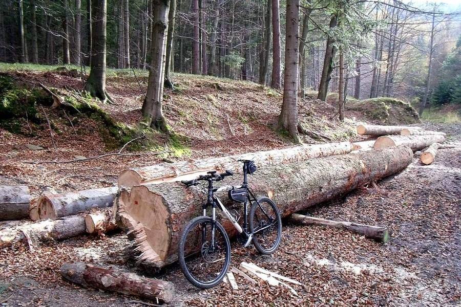 Takie drzewa rosną w naszych lasach