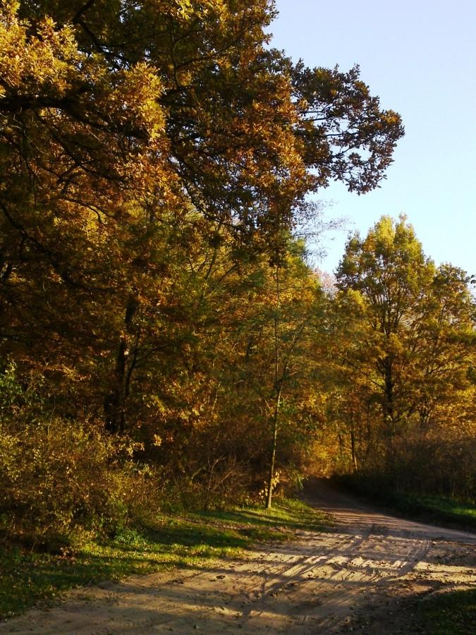 Jesień w złoto las przyodziała